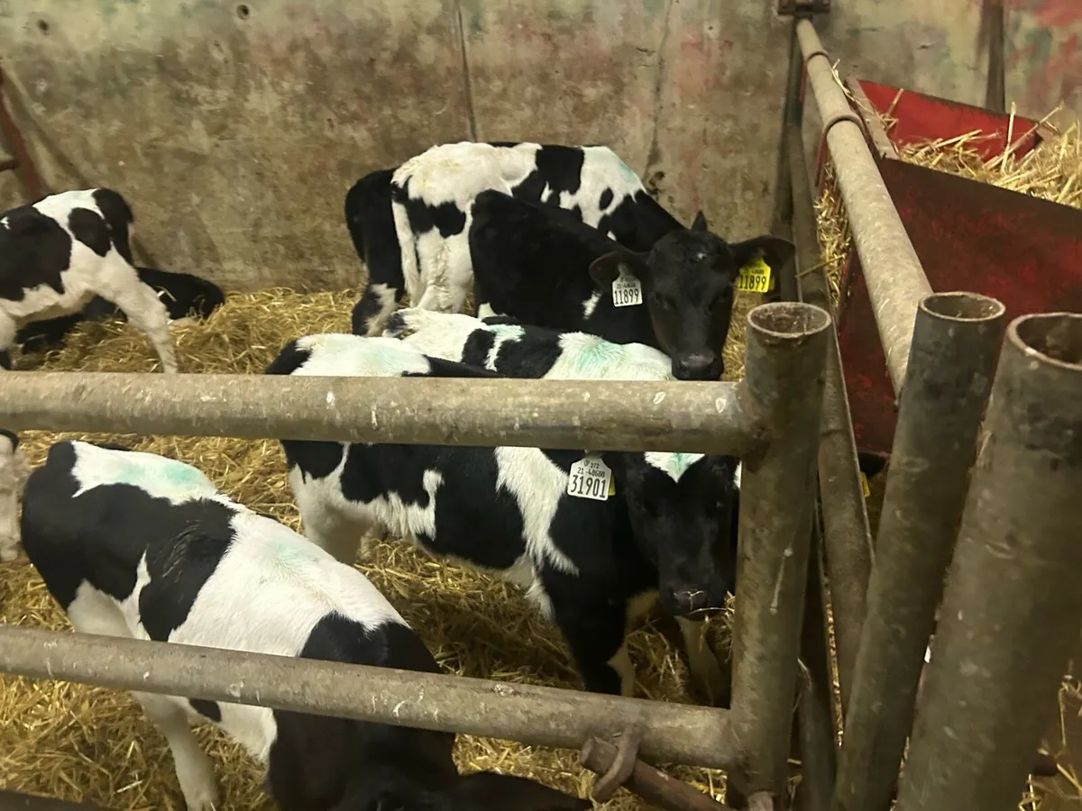 Friesian Heifers - Image 3