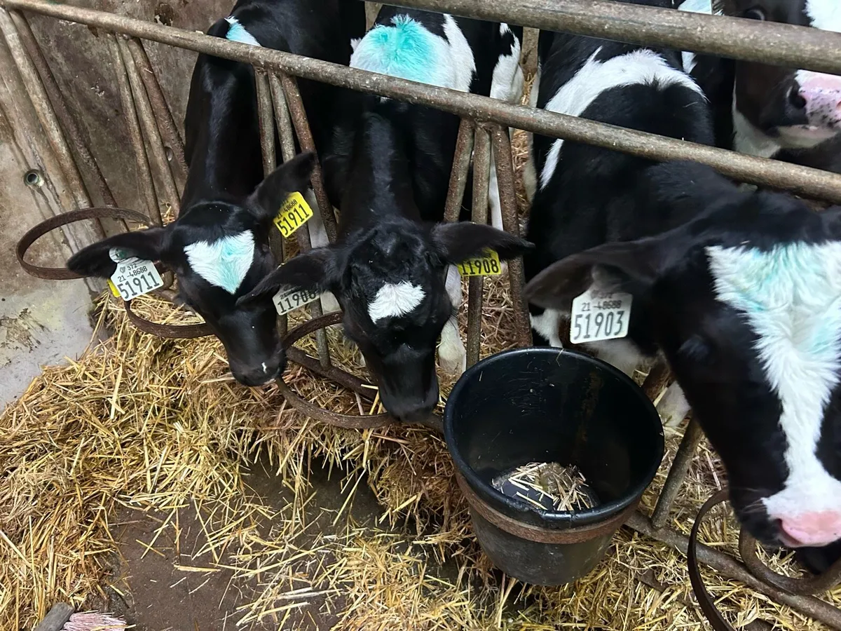 Friesian Heifers - Image 4