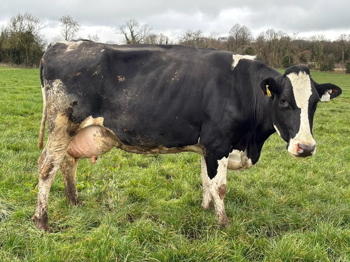 High SCC Cows For Calf Rearing - Image 4