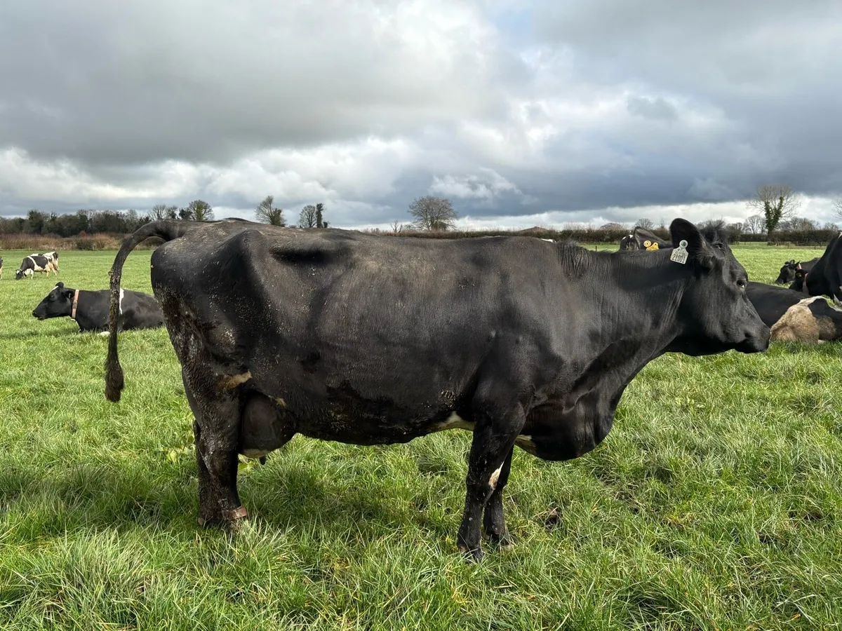High SCC Cows For Calf Rearing - Image 1
