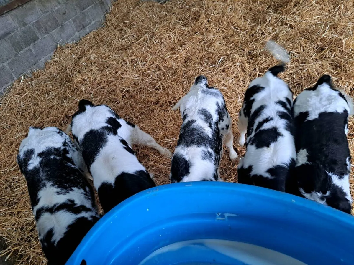 Calves - Image 1