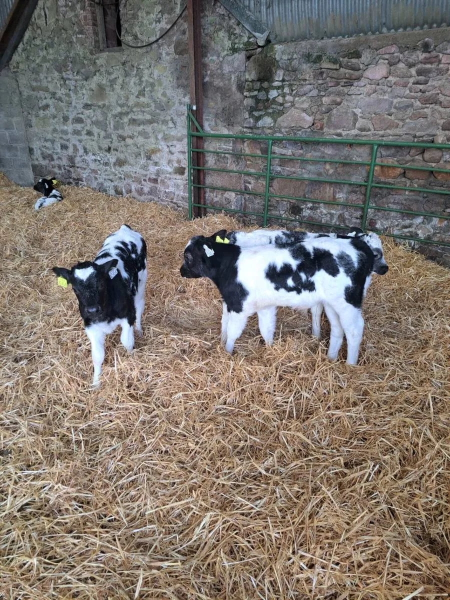 Calves - Image 2