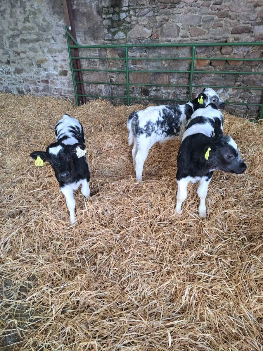 Calves - Image 3