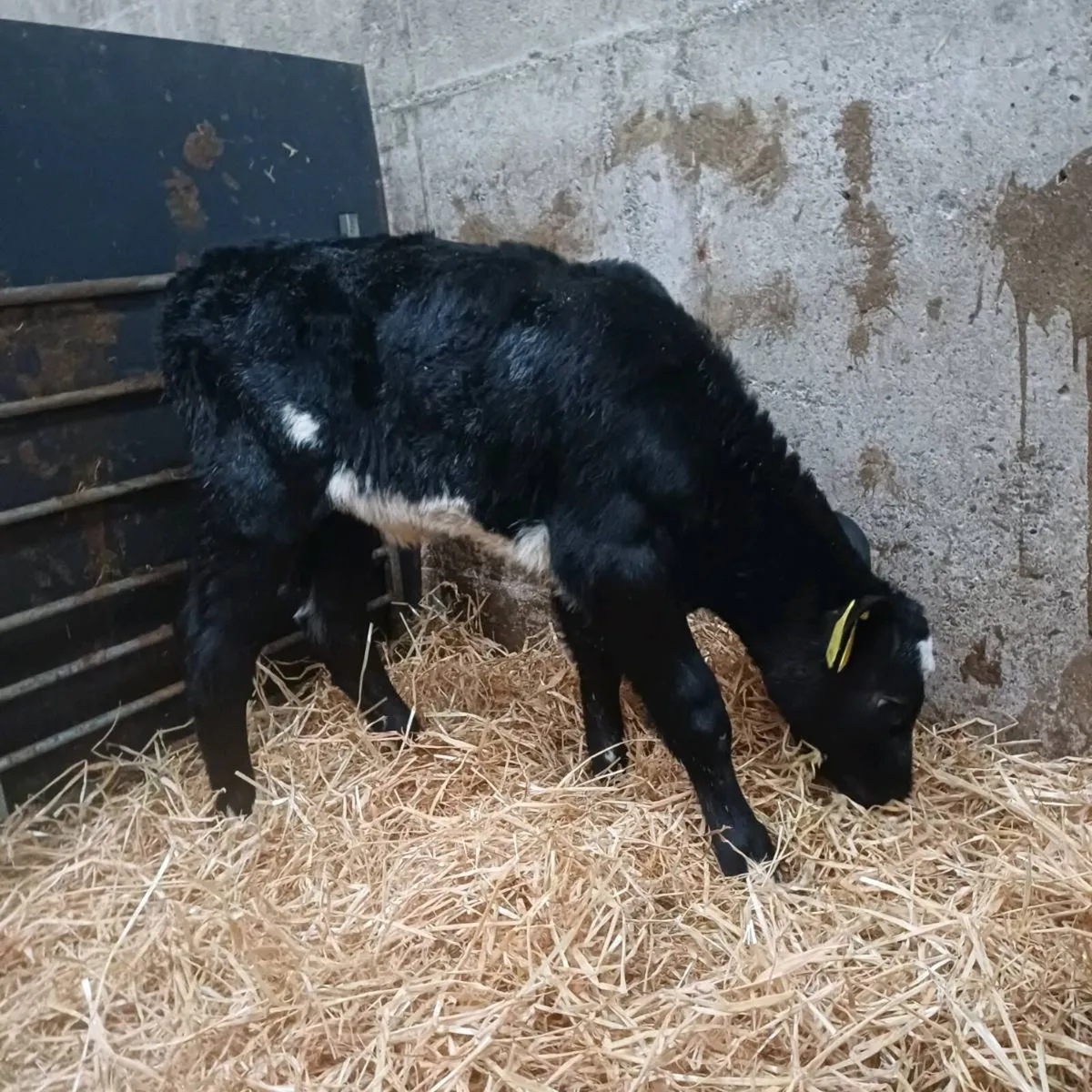 5 blue heifers - Image 1