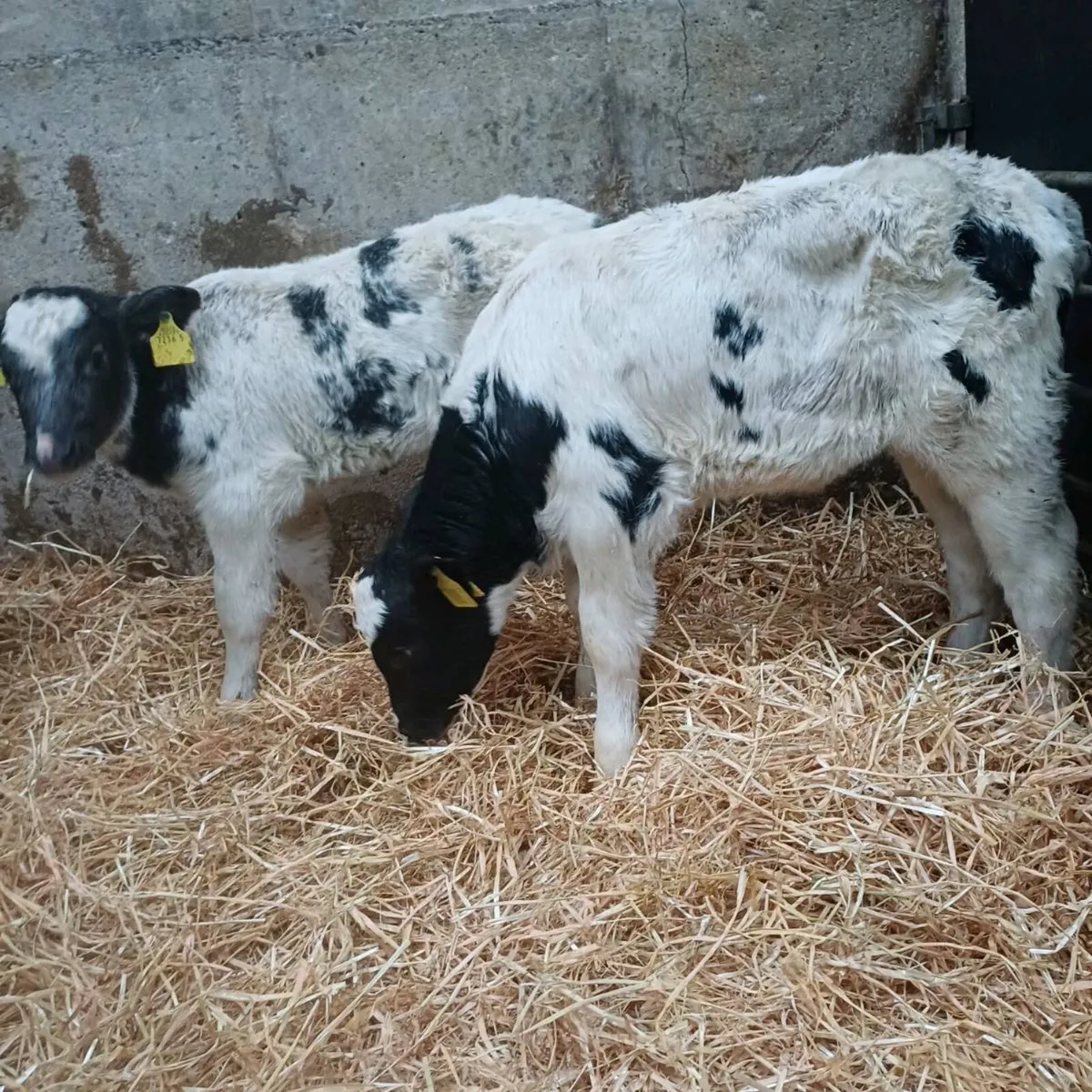 5 blue heifers - Image 2