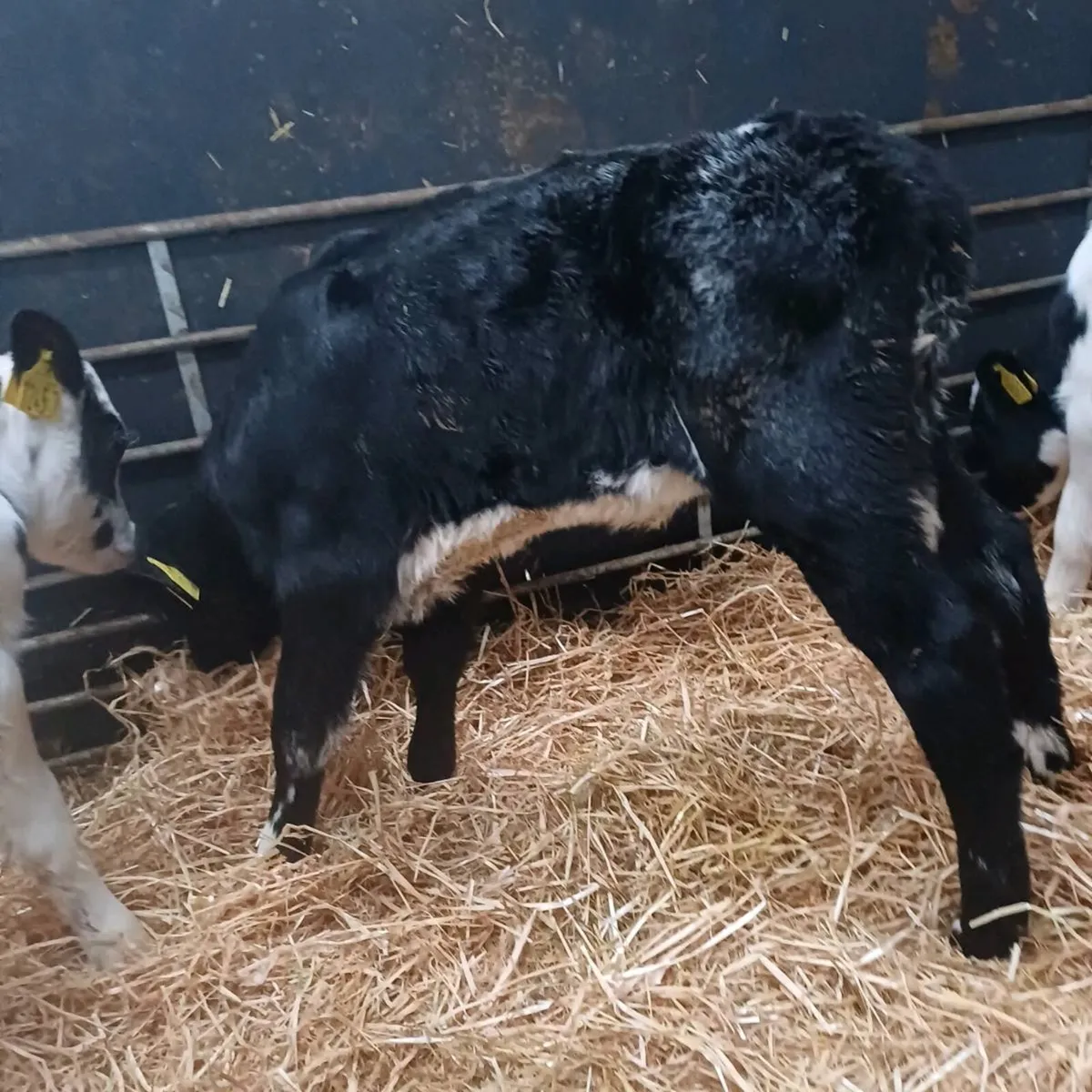 5 blue heifers - Image 3