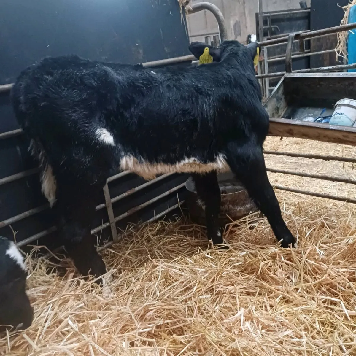 5 blue heifers - Image 4