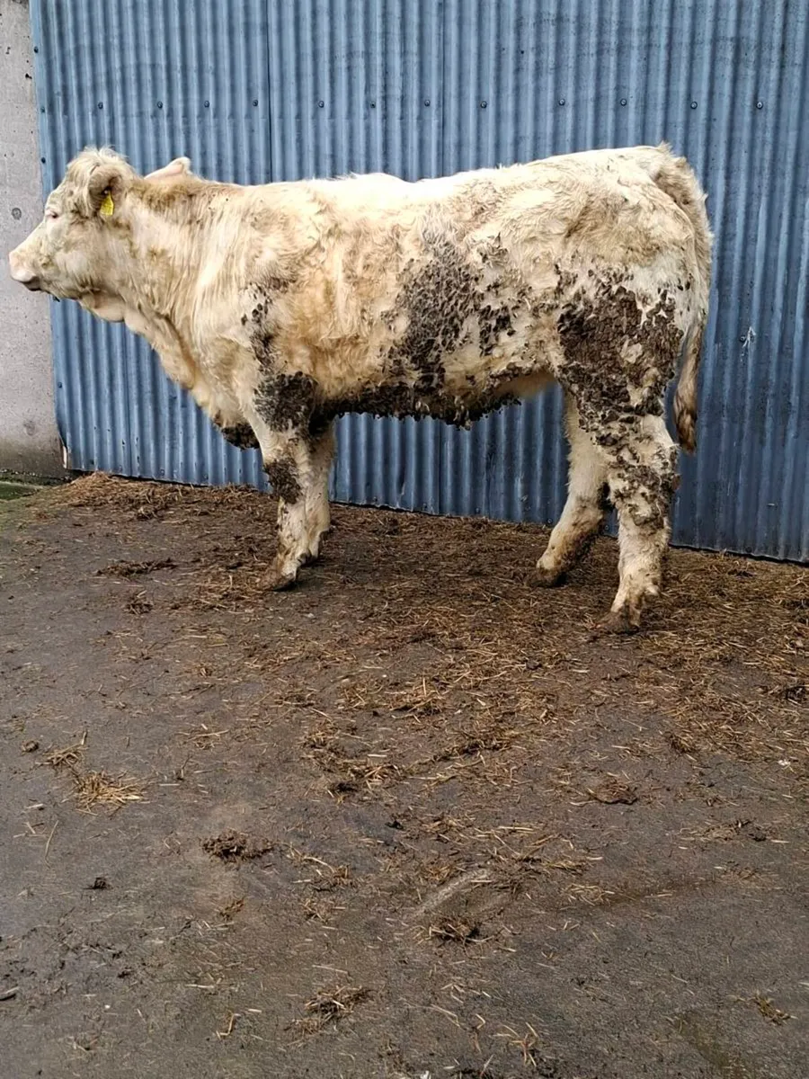 TWO 5 STAR P.B.R CHAROLAIS MAIDEN HFS - Image 3