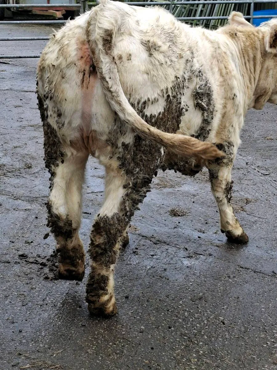 TWO 5 STAR P.B.R CHAROLAIS MAIDEN HFS - Image 4