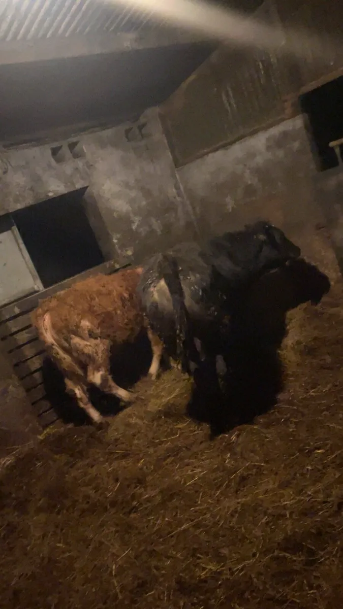 Super Lmx suckler heifers - Image 1