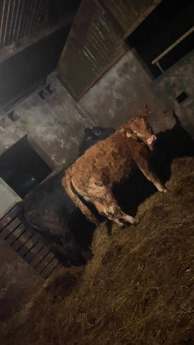 Super Lmx suckler heifers - Image 2