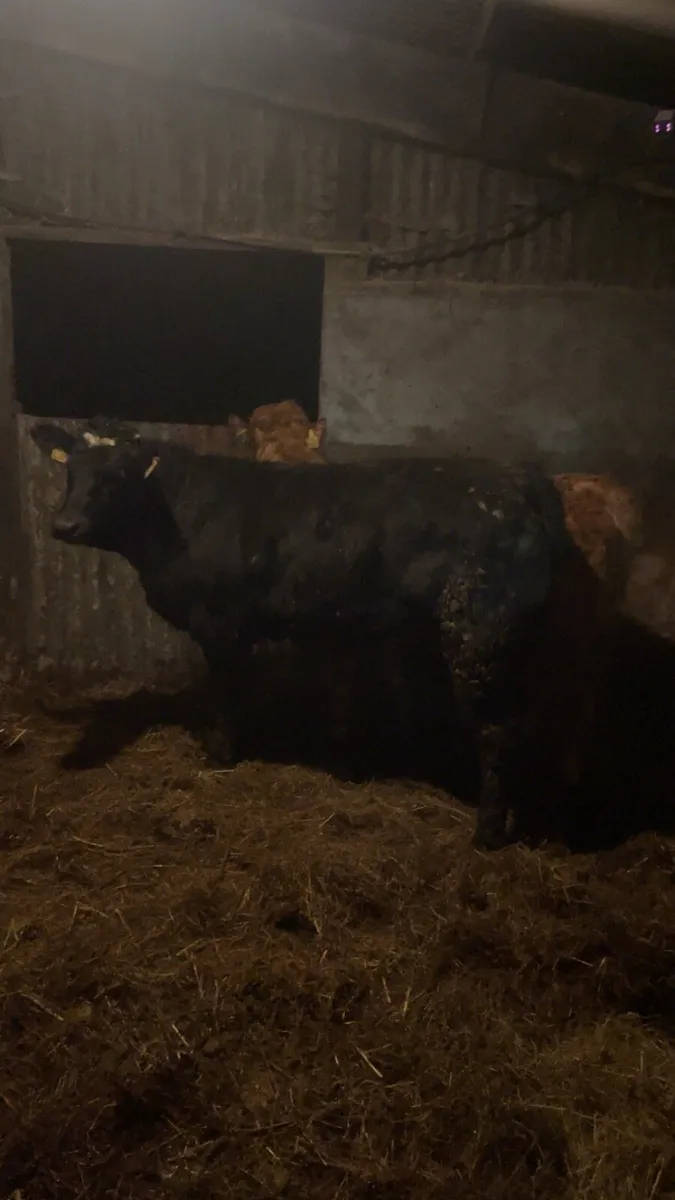 Super Lmx suckler heifers - Image 3