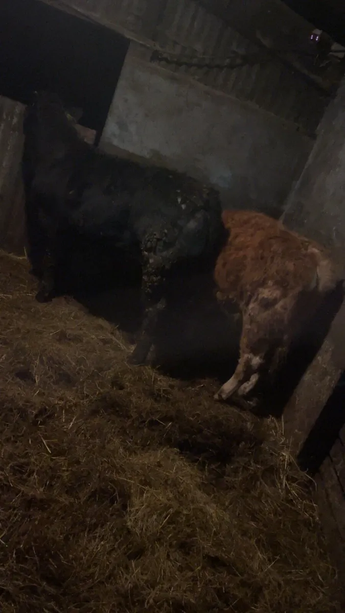 Super Lmx suckler heifers - Image 4