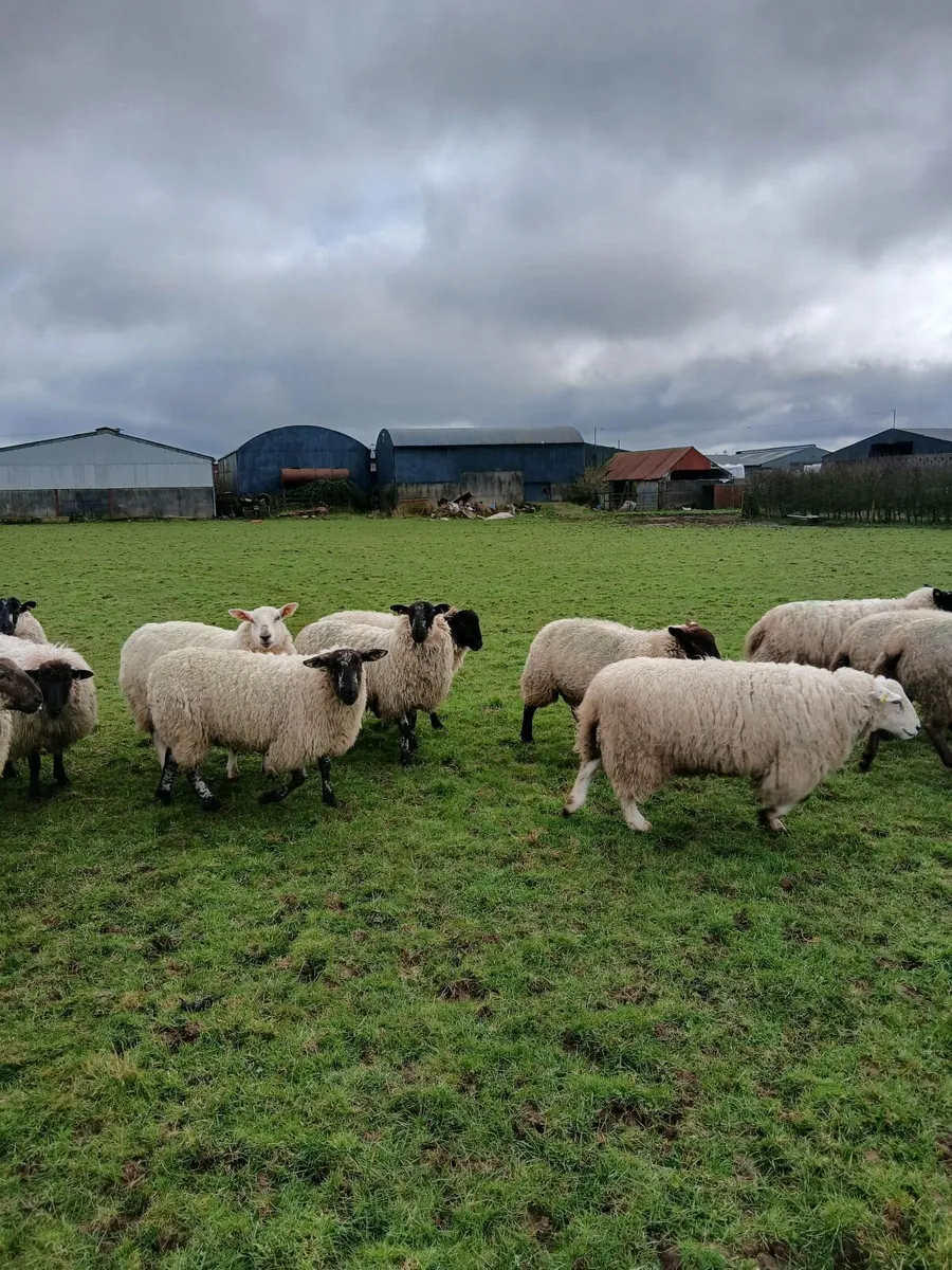 Ewes in-lamb - Image 1