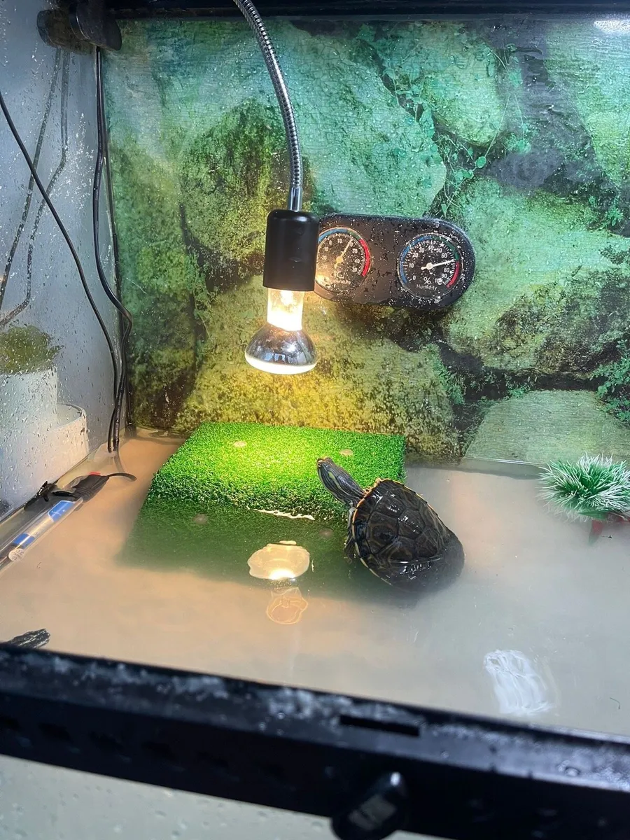 Turtle pair with complete setup - Image 4