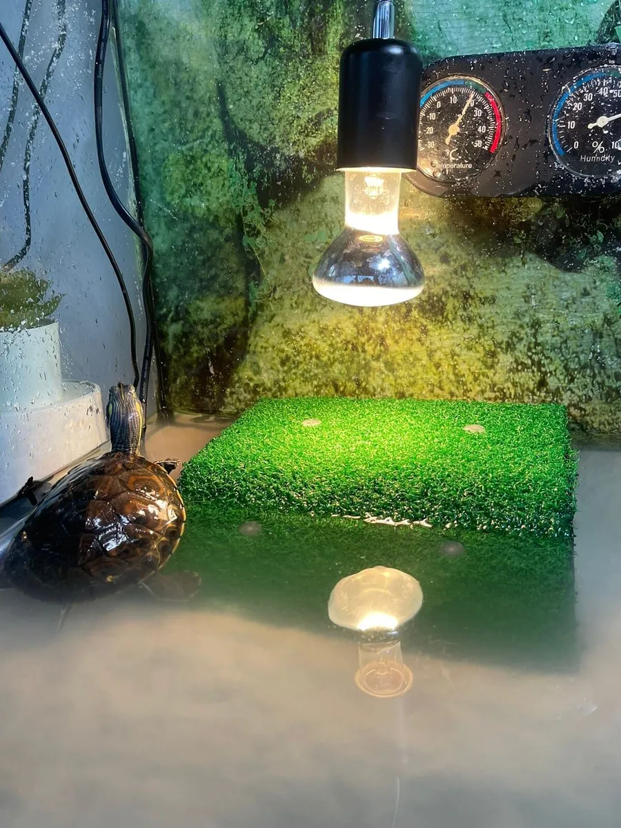 Turtle pair with complete setup - Image 1