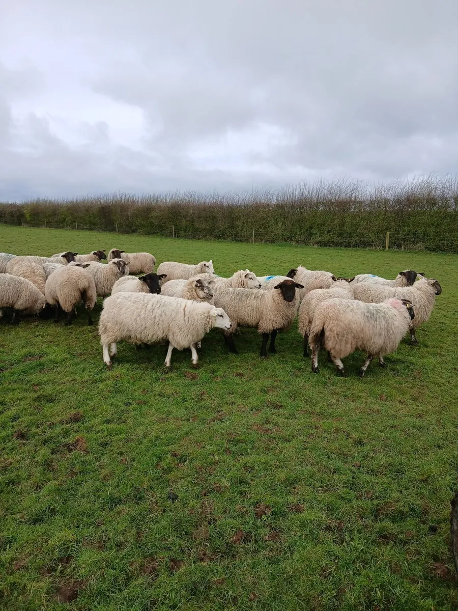 Ewes in-lamb - Image 2