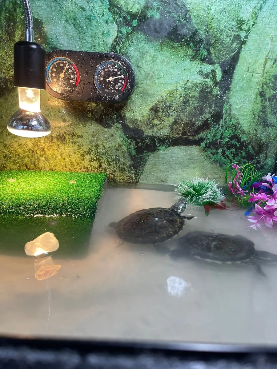 Turtle pair with complete setup - Image 3