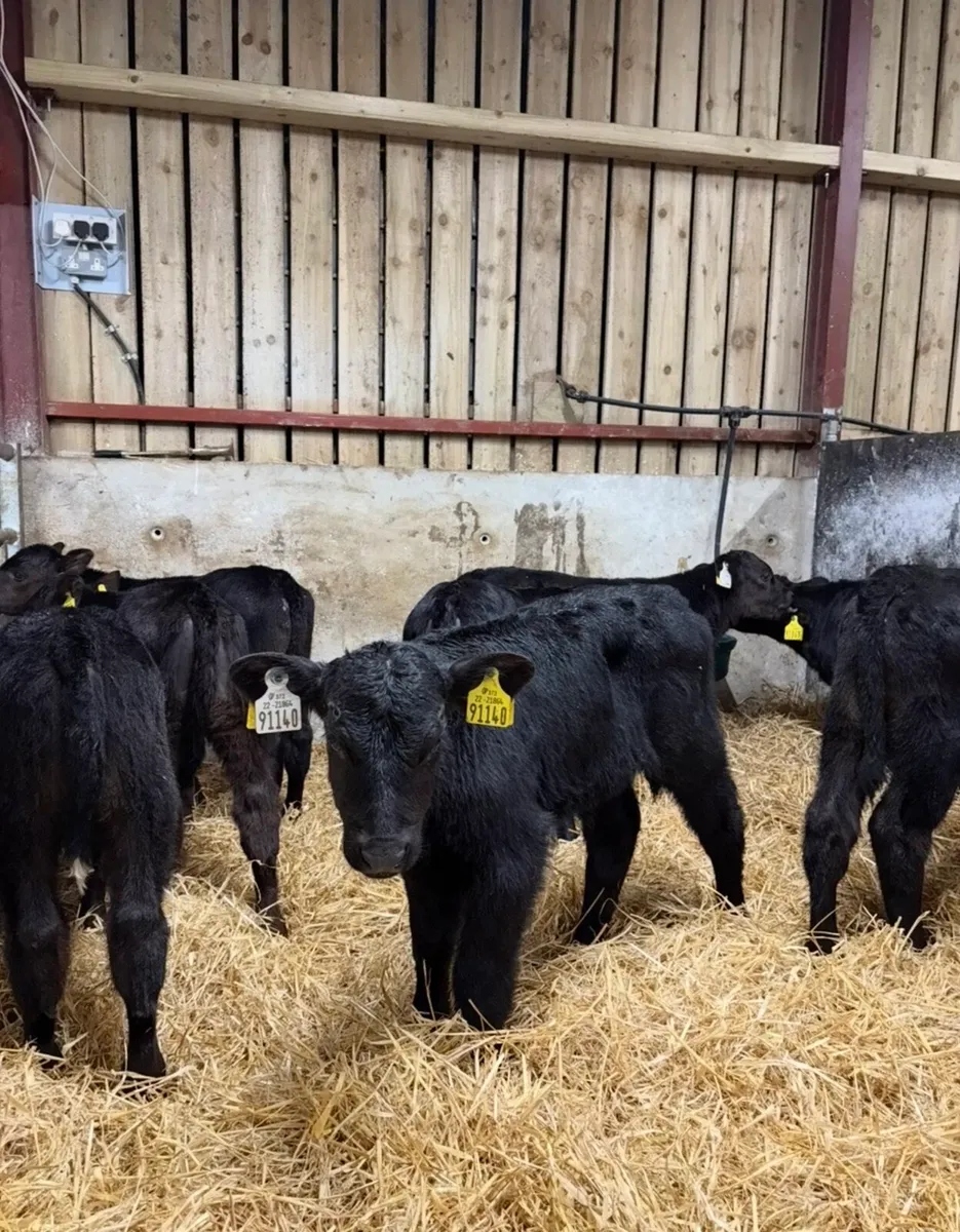 9 super super Angus bulls 🔥🔥 - Image 2