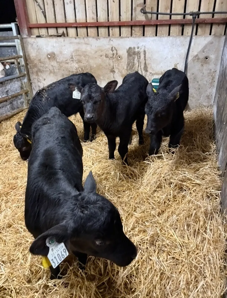 9 super super Angus bulls 🔥🔥 - Image 3