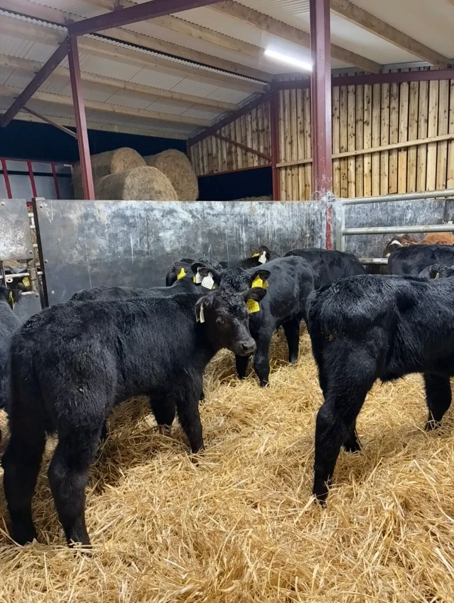 9 super super Angus bulls 🔥🔥 - Image 4