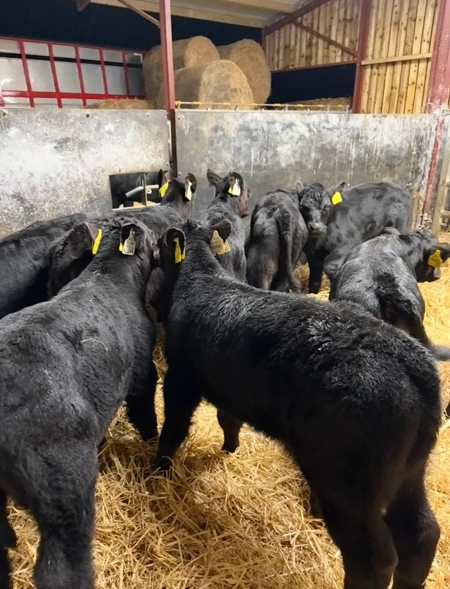 9 super super Angus bulls 🔥🔥 - Image 1