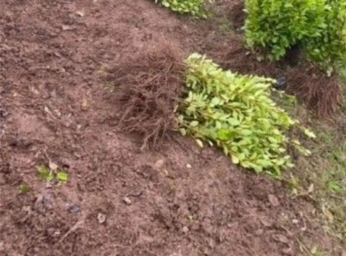 Laurel hedge Bare Root - Image 2