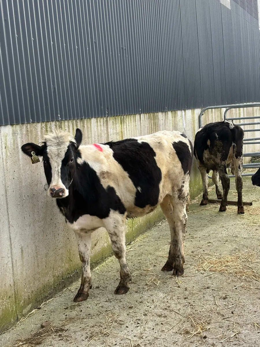 Maiden Heifers - Image 3