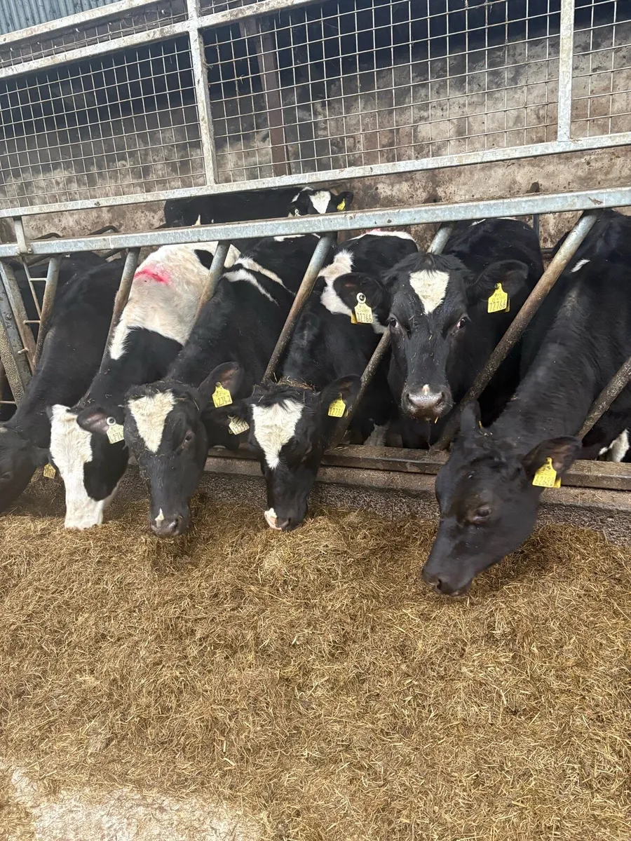 Maiden Heifers - Image 1