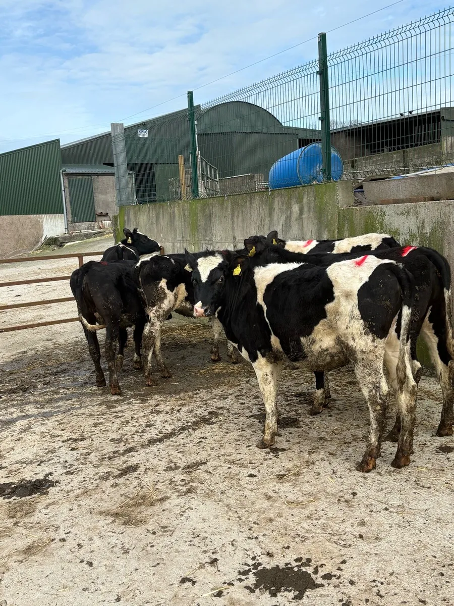 Maiden Heifers - Image 2