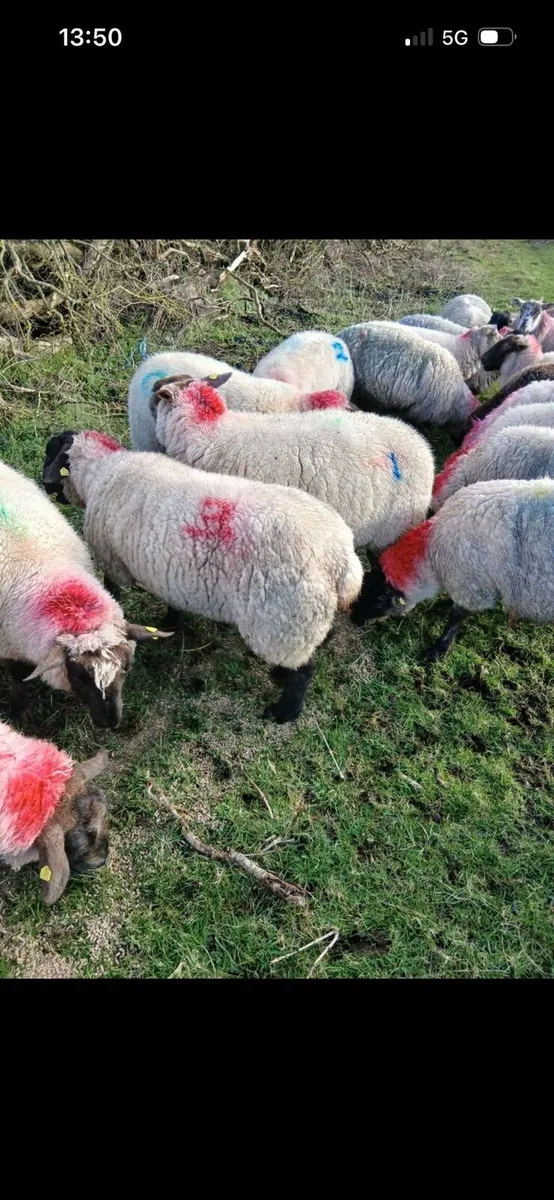 In lamb ewes - Image 4