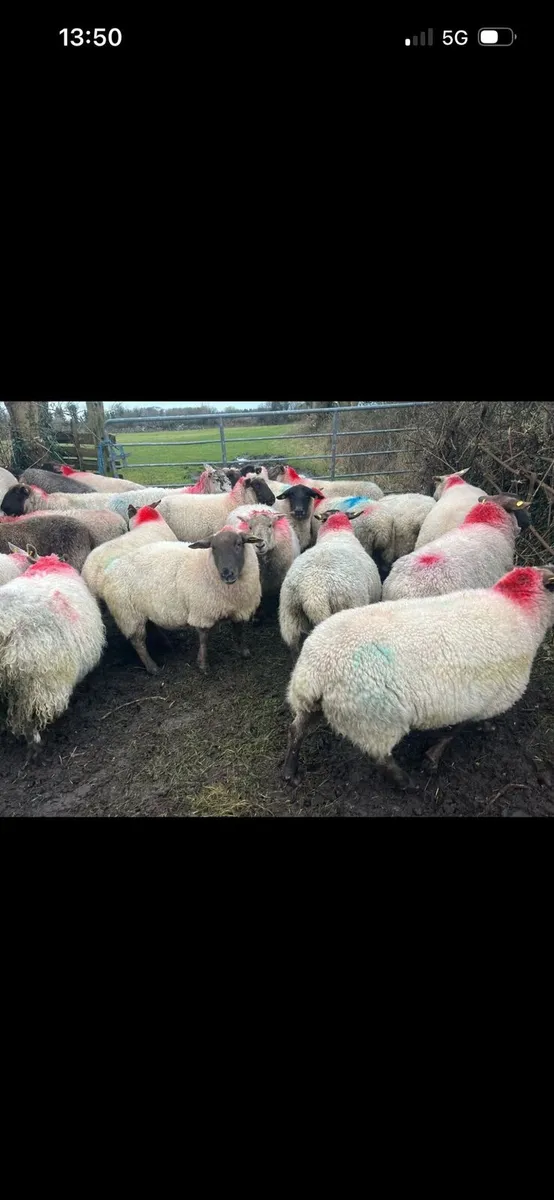 In lamb ewes - Image 1