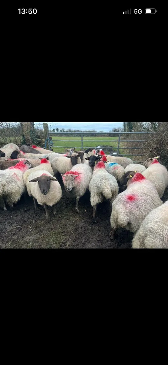 In lamb ewes - Image 2