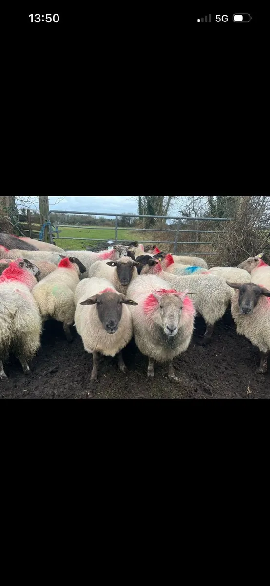 In lamb ewes - Image 3