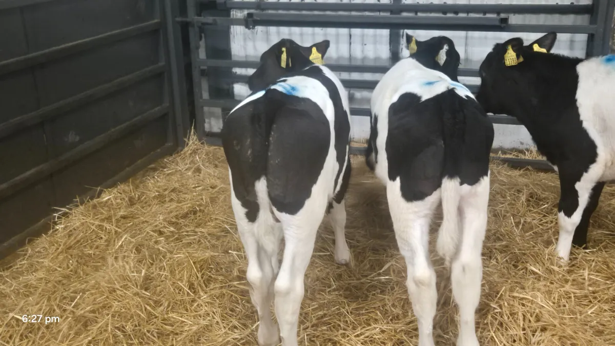 15 Proper British Fr bull calves for sale - Image 1