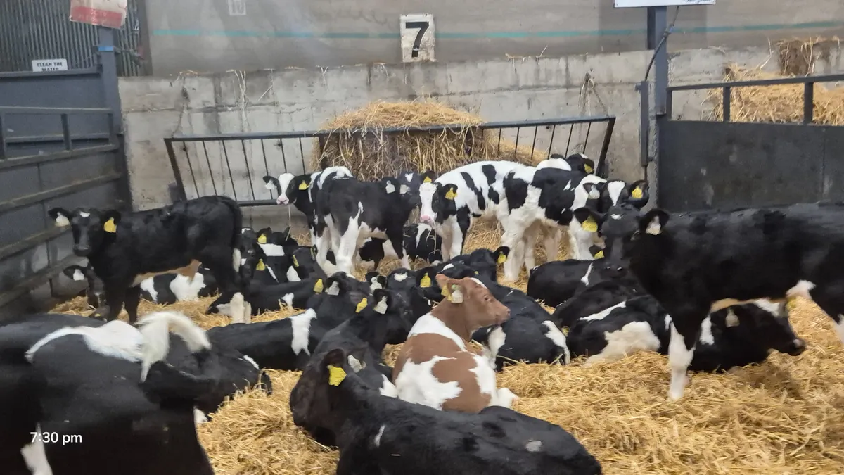 36 Super Friesian bull calves for sale - Image 4