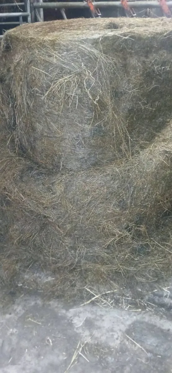Silage - Image 1
