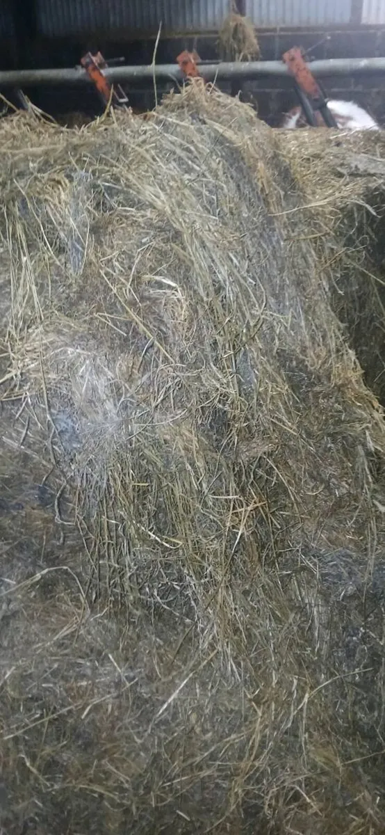 Silage - Image 2