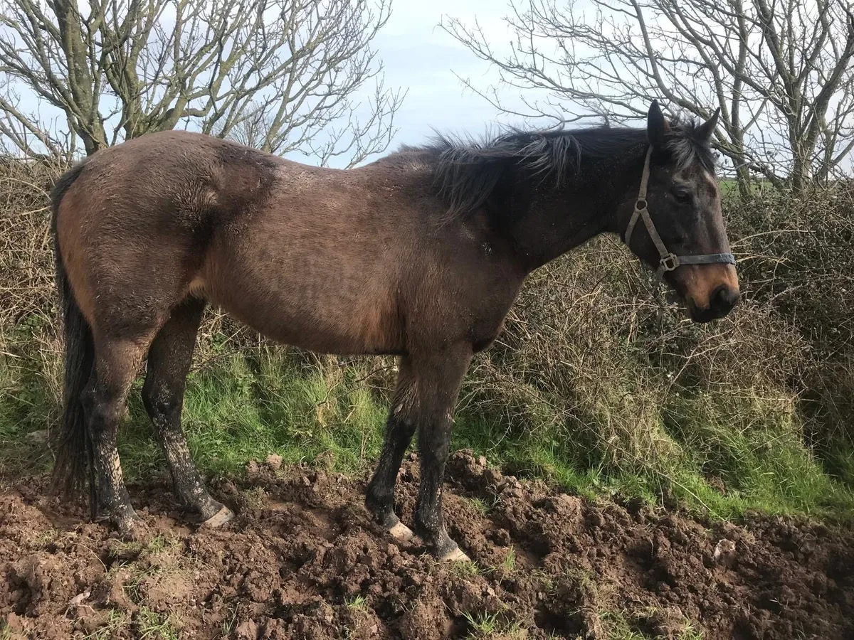 2 Thoroughbred Horses for Sale - Image 2