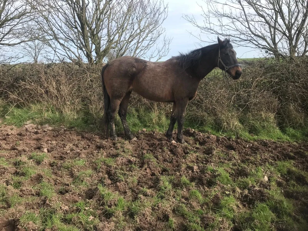 2 Thoroughbred Horses for Sale - Image 1