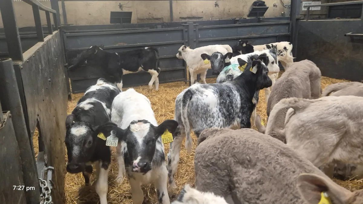 25 Super Continental heifer calves for sale - Image 4