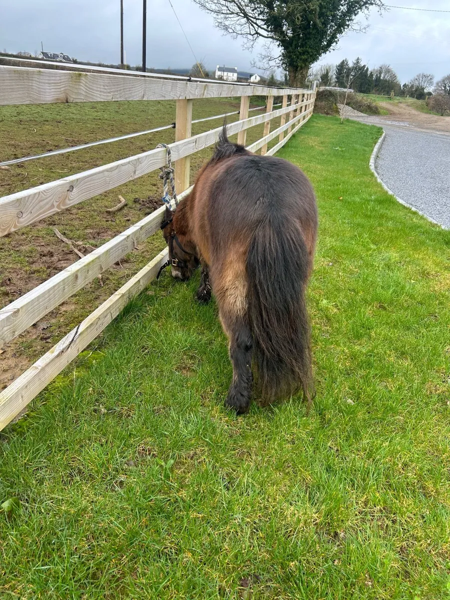 Pony very quiet - Image 2
