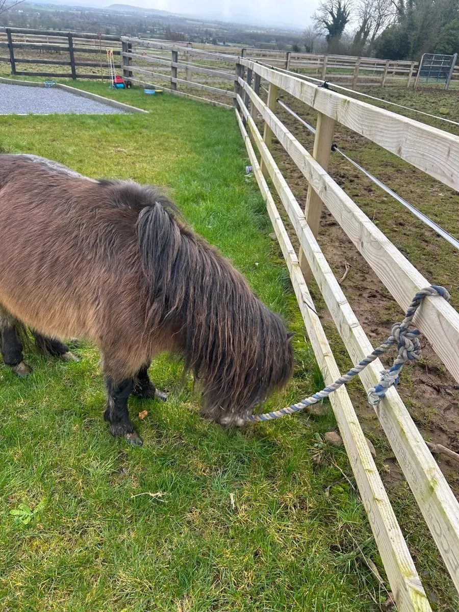 Pony very quiet - Image 1