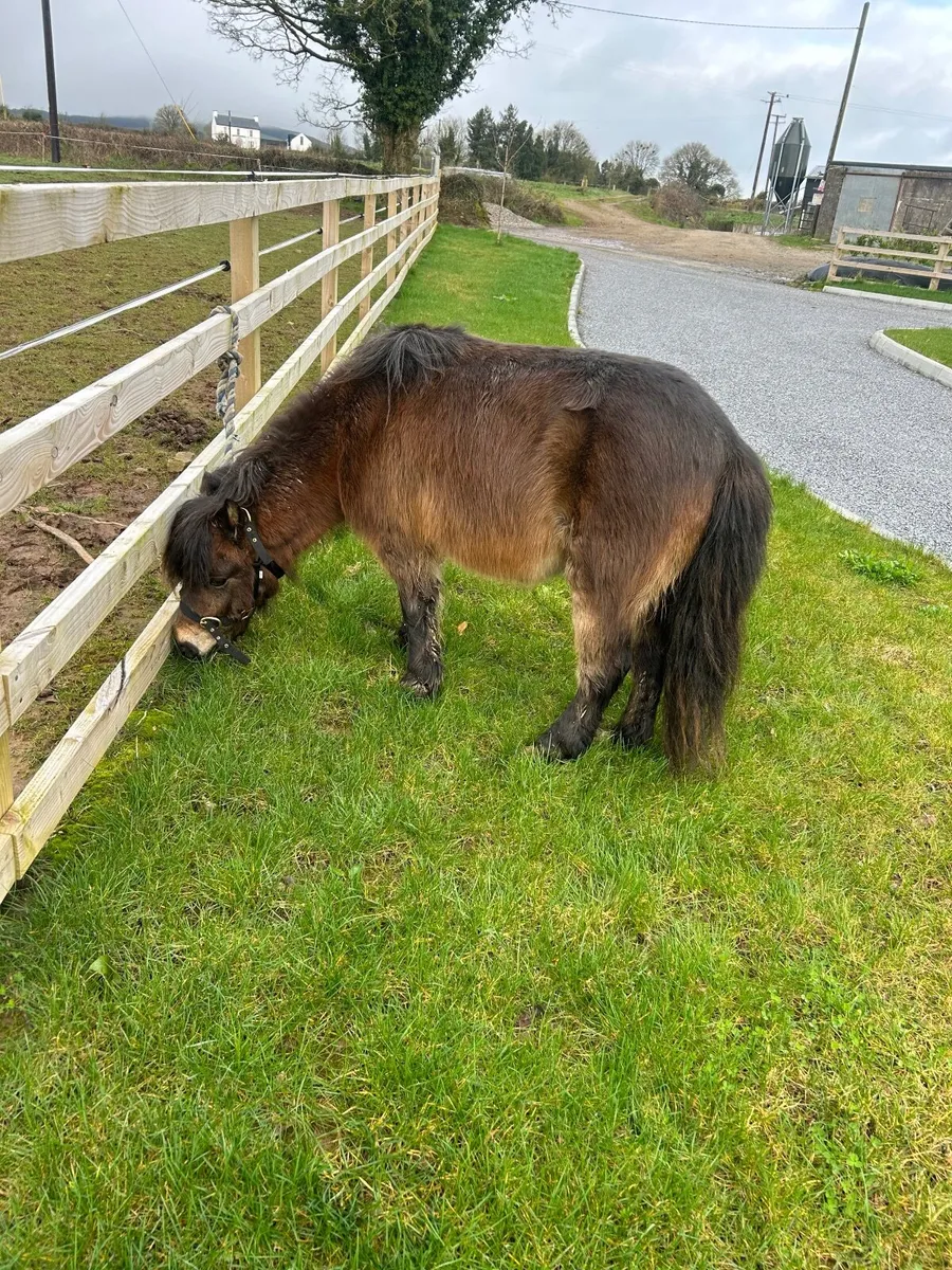 Pony very quiet - Image 3