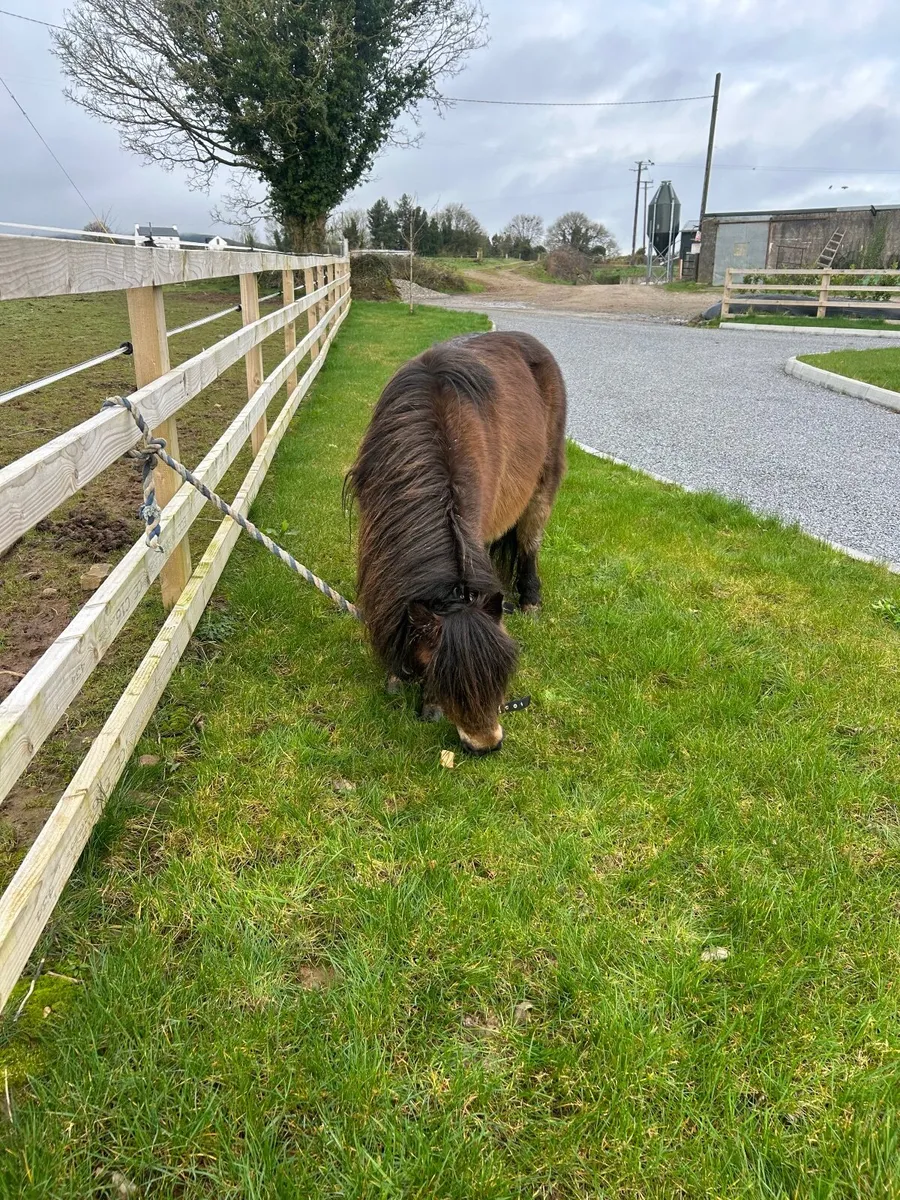 Pony very quiet - Image 4