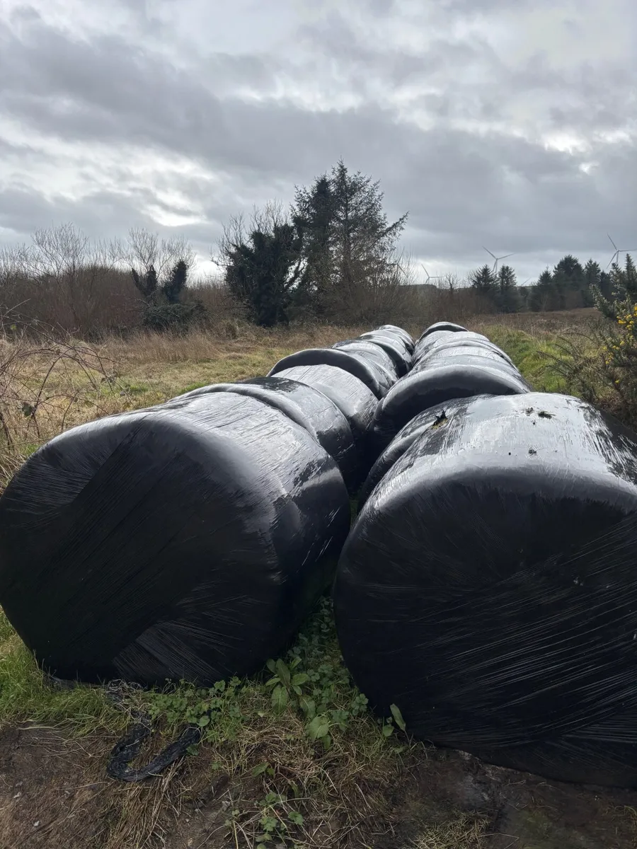 Round bales of silage