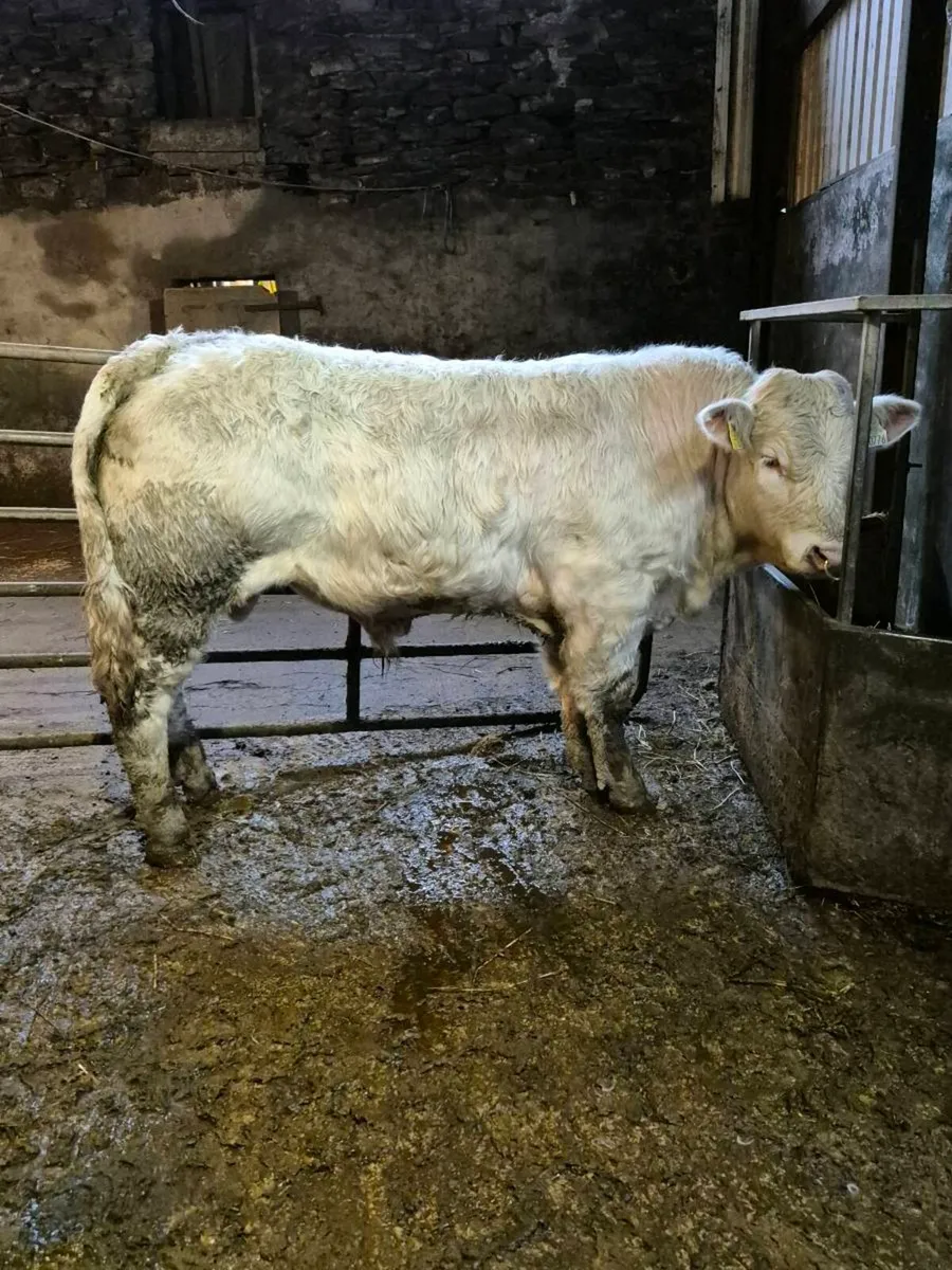Pedigree registered charolais bulls - Image 2