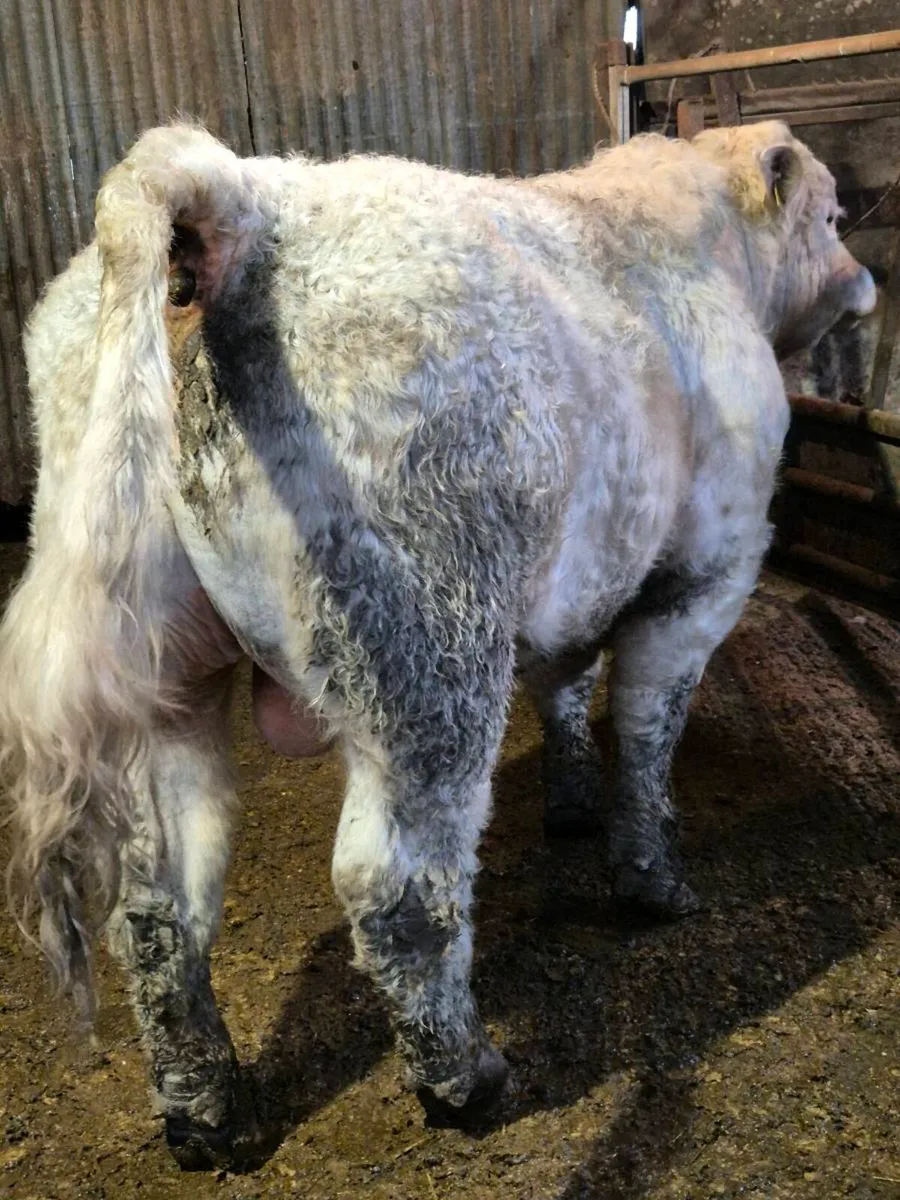 Pedigree registered charolais bulls - Image 3