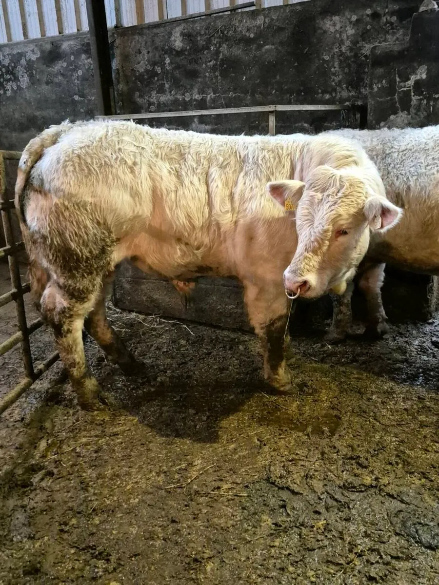 Pedigree registered charolais bulls - Image 1
