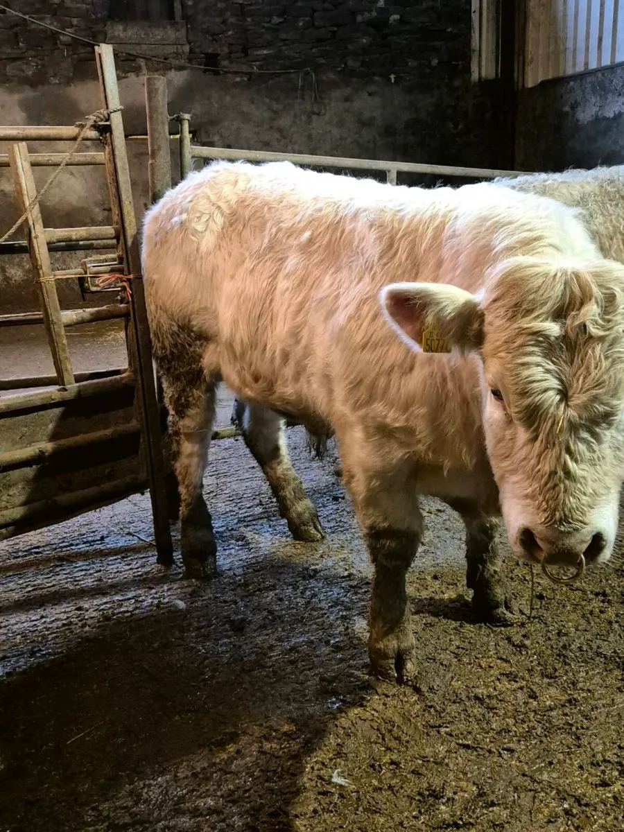 Pedigree registered charolais bulls - Image 4